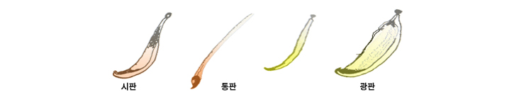 꽃잎(화판)의 종류