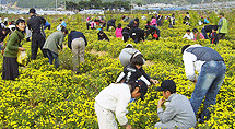 거제섬꽃축제 2008