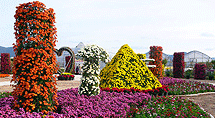 거제섬꽃축제 2009