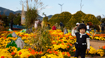 거제섬꽃축제 2010