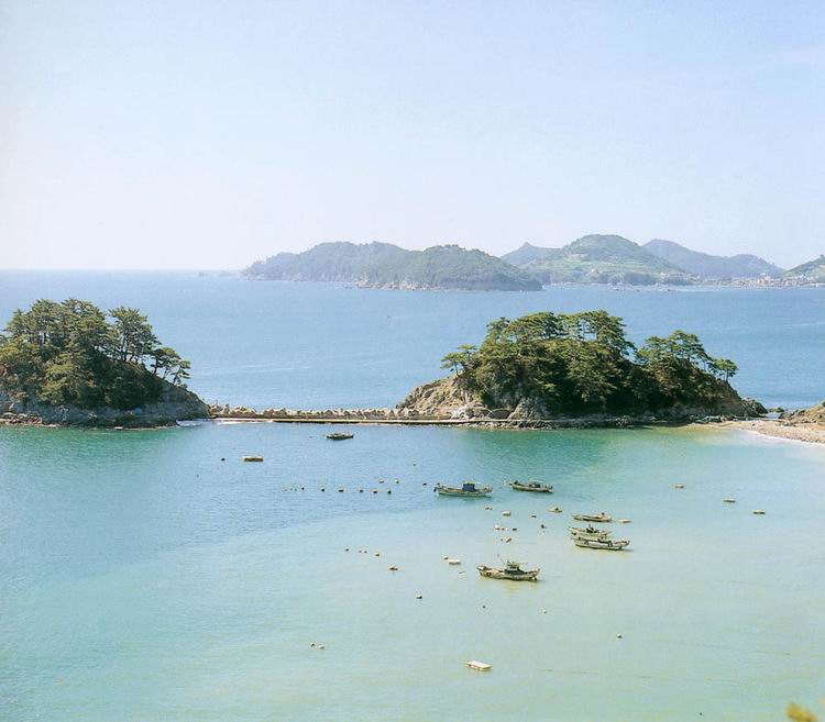 거제 연안 아비 도래지