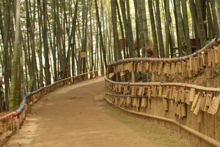 맹종죽테마파크