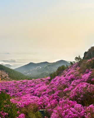 대금산진달래축제 이미지