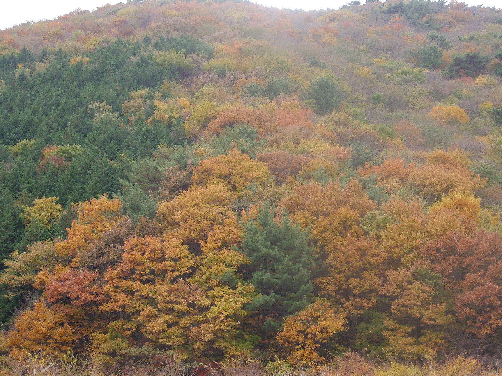 노자산