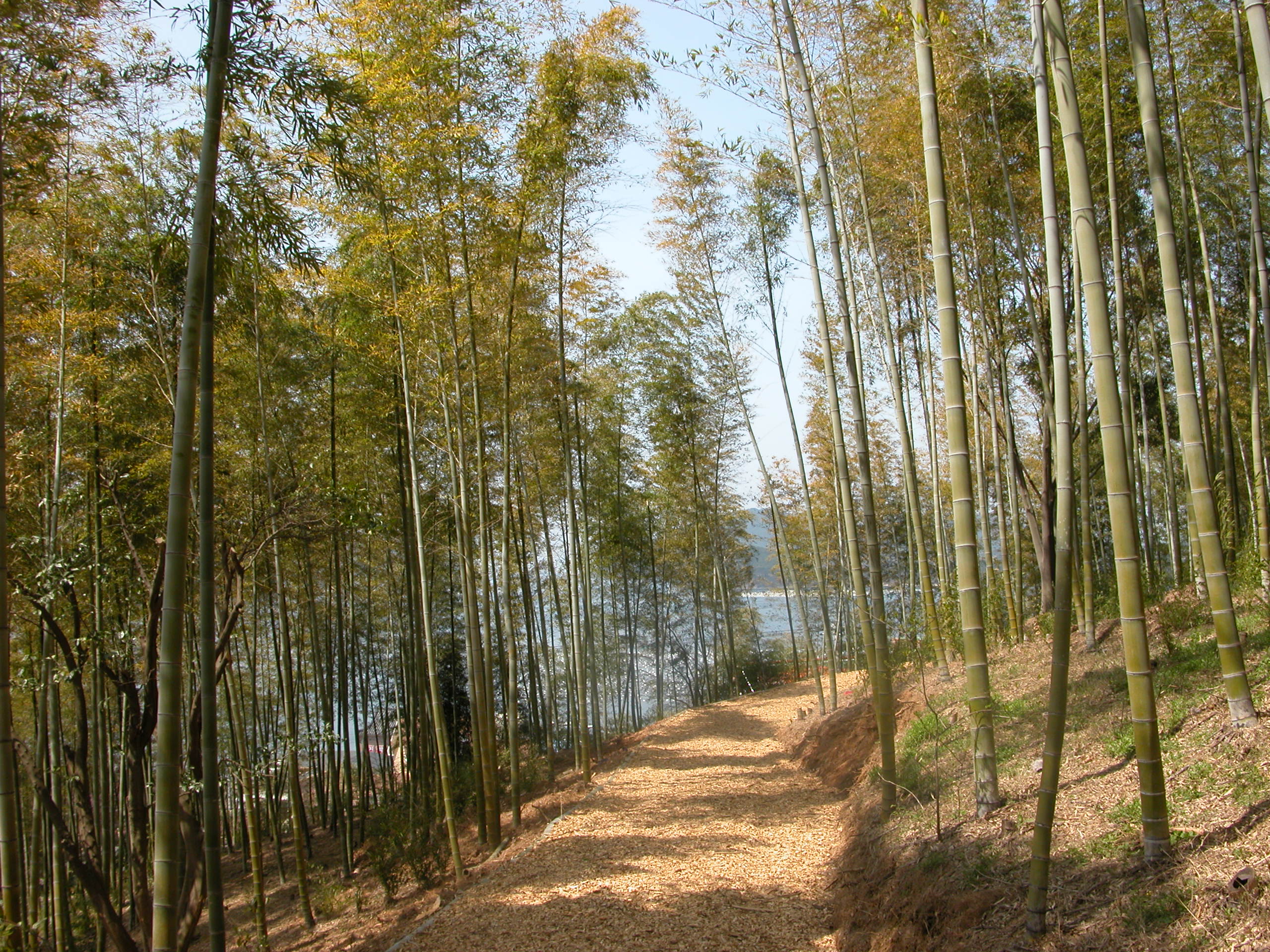 거제맹종죽테마파크