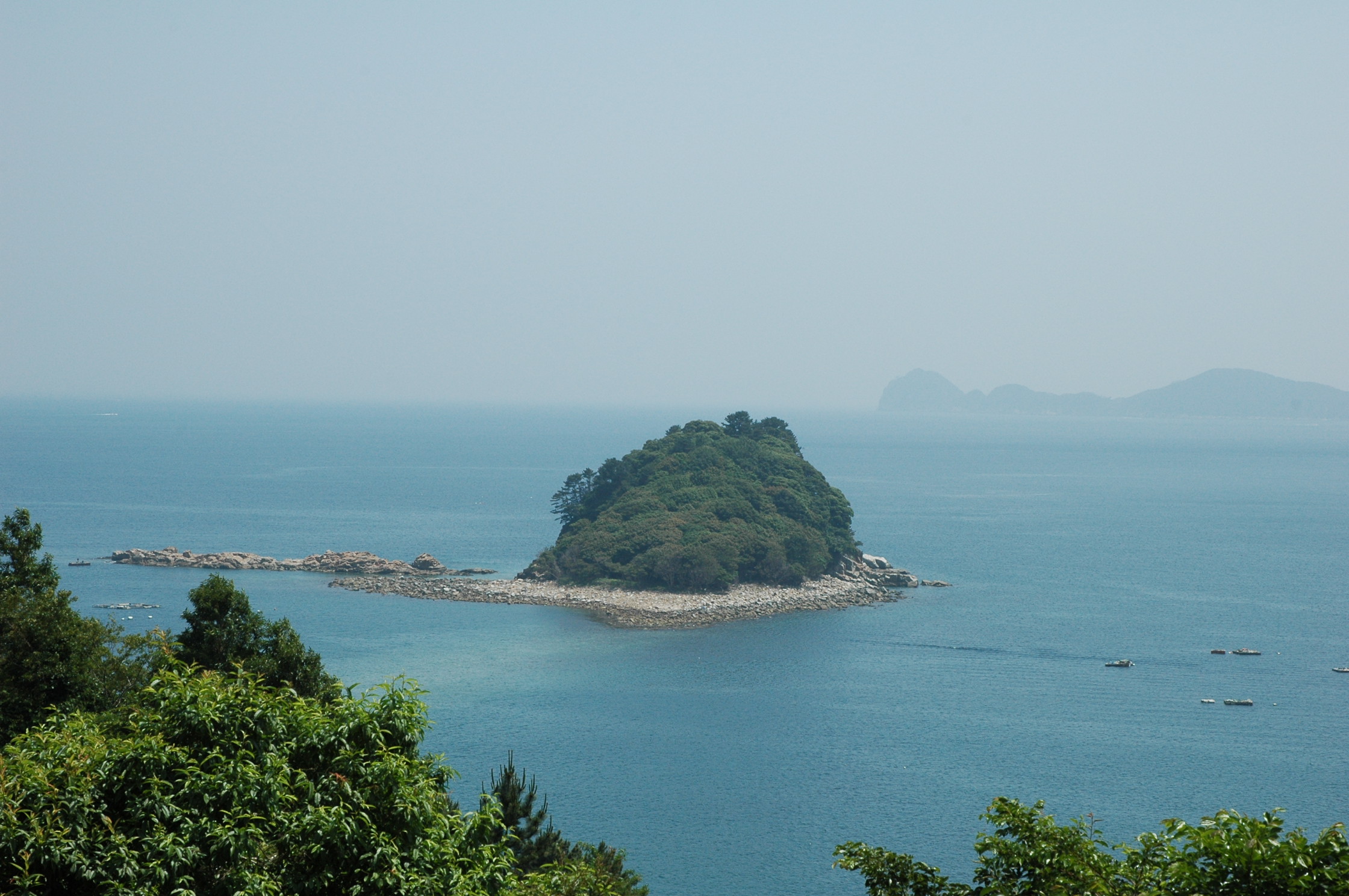 윤돌섬 상록수림