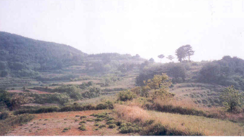 오수리 토기 산포지(烏首里 土器 散佈地)