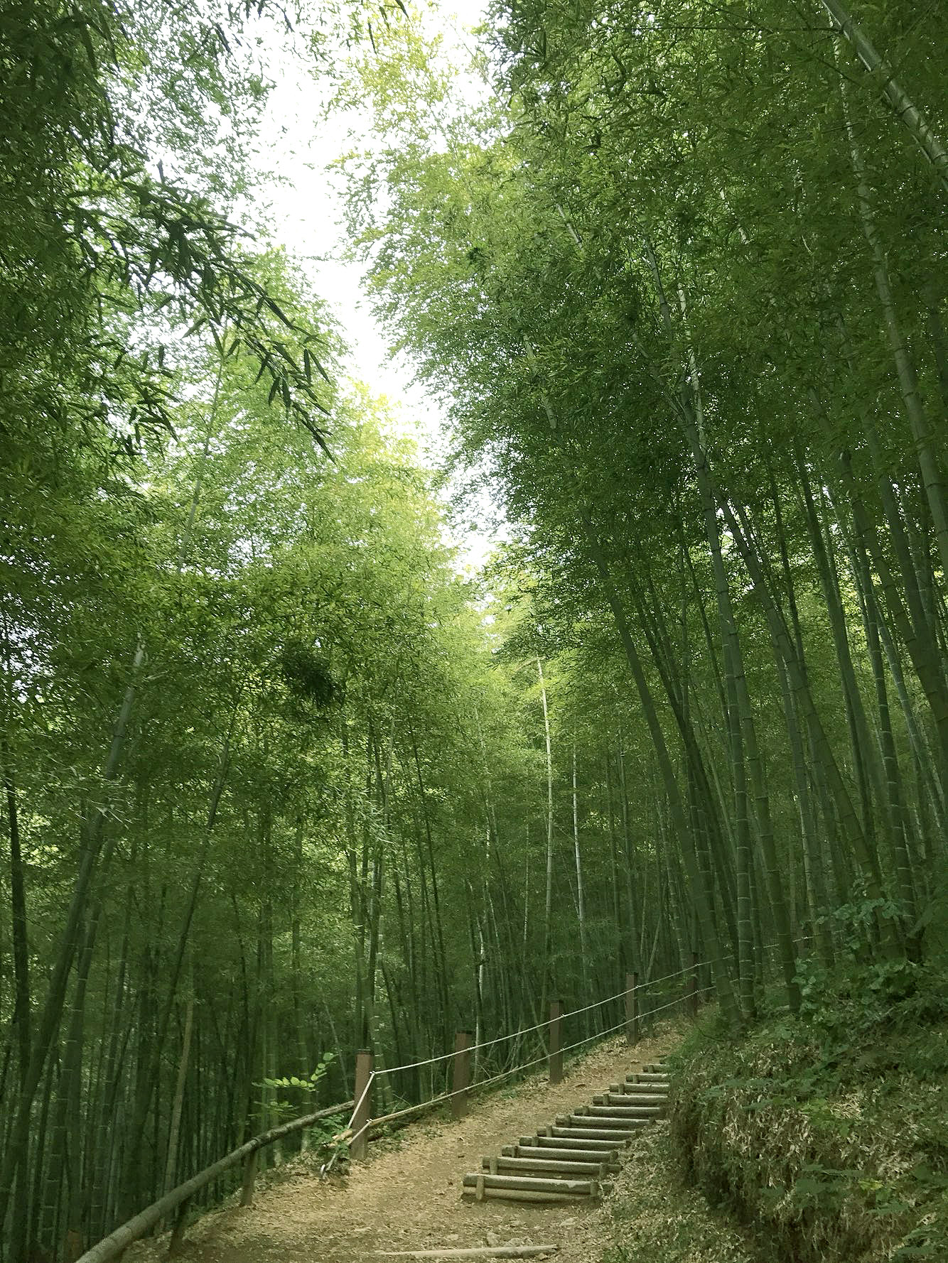 거제맹종죽테마파크