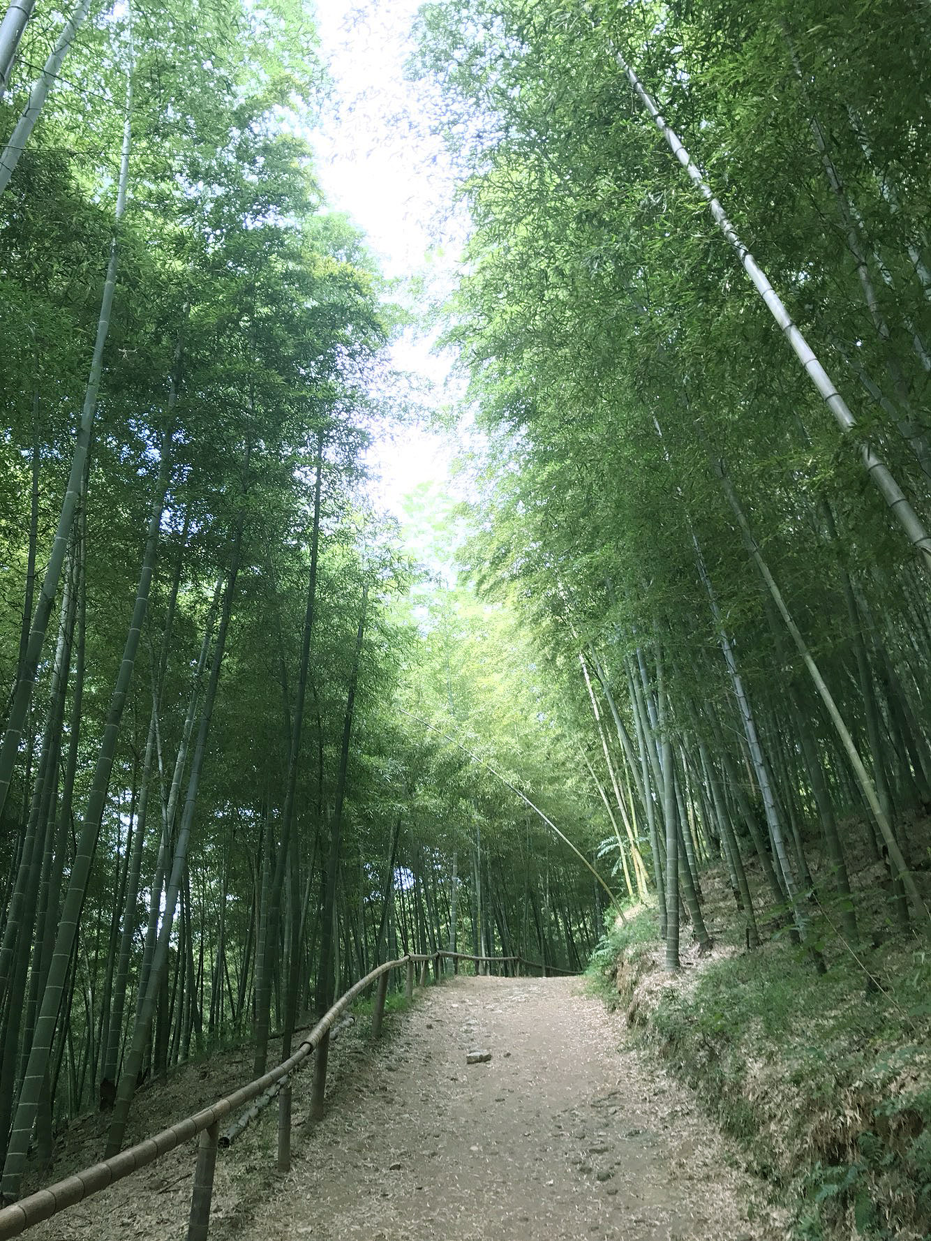 거제맹종죽테마파크