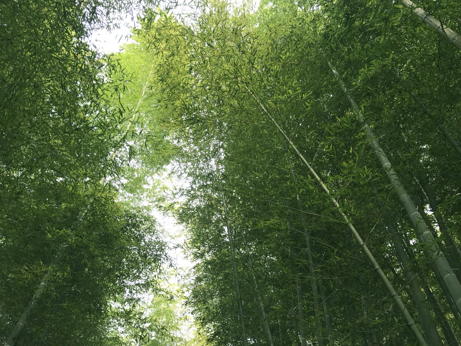 거제맹종죽테마파크