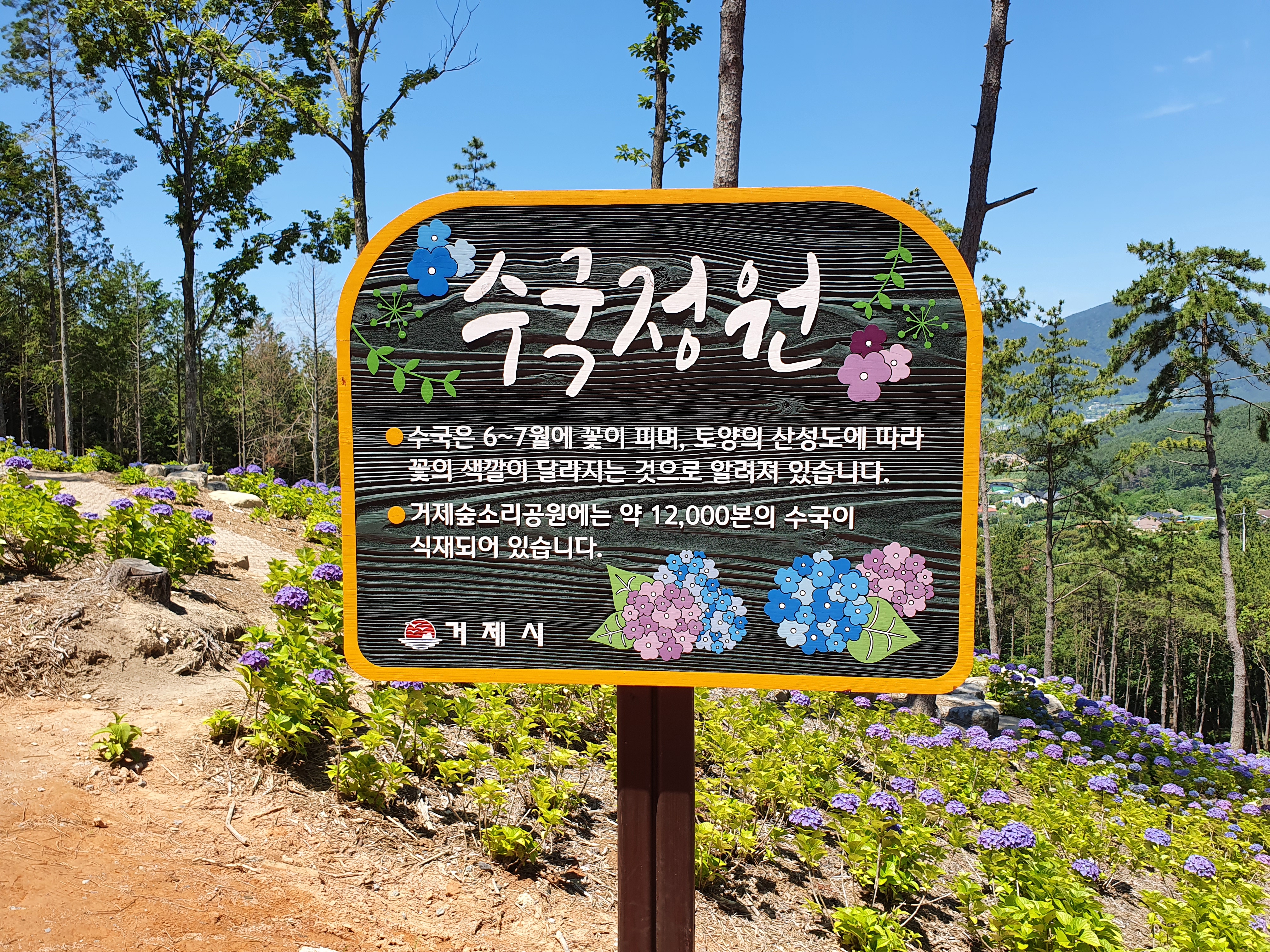 숲소리공원 수국공원
