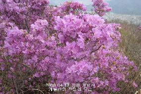 계룡산의 봄