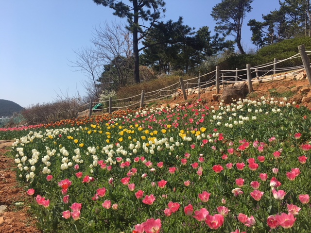 능포동 양지암 조각공원, 장미공원 이미지