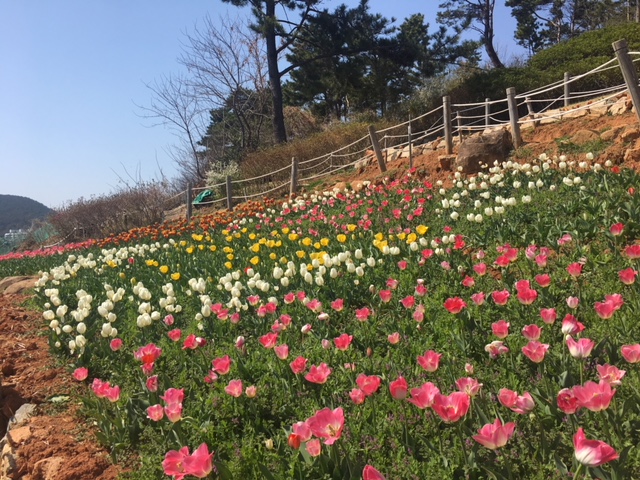 능포동 양지암 조각공원, 장미공원 이미지
