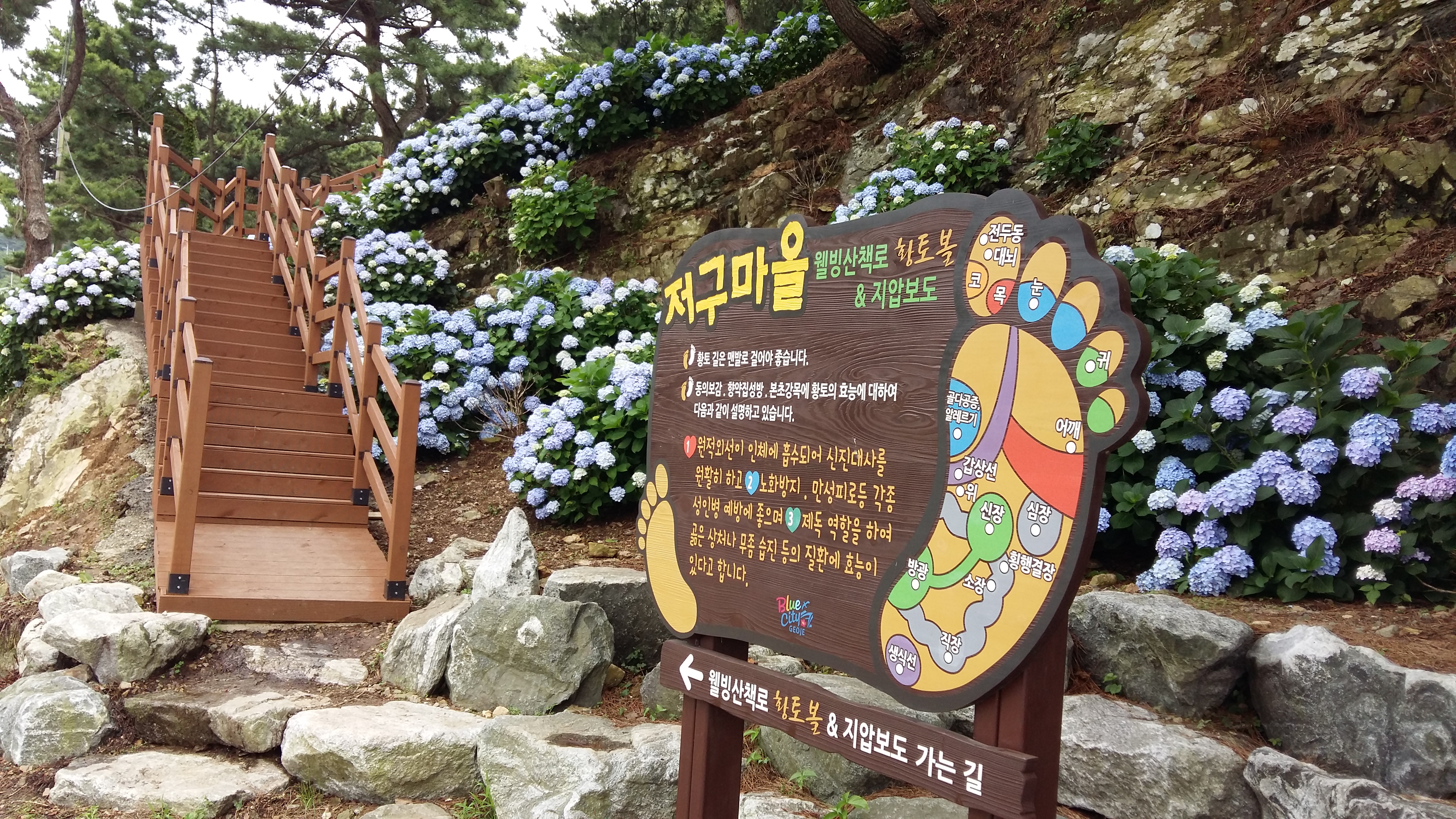 남부면 수국 축제를 미리 다녀왔어요 이미지