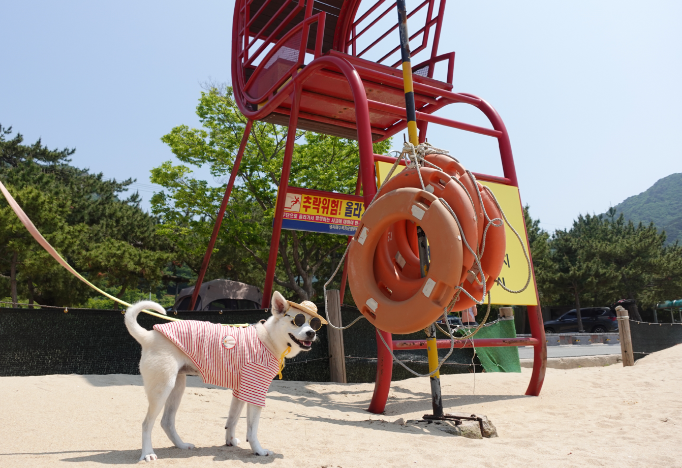 반려동물 해수욕장, < 거제 댕수욕장 > 개장 안내 이미지