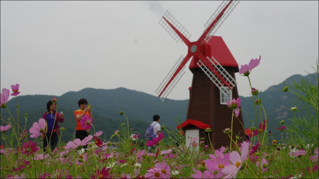둔덕 청마 꽃들,  청마의 시심(詩心)을 이는 코스모스의 장관!!! 현장 이미지