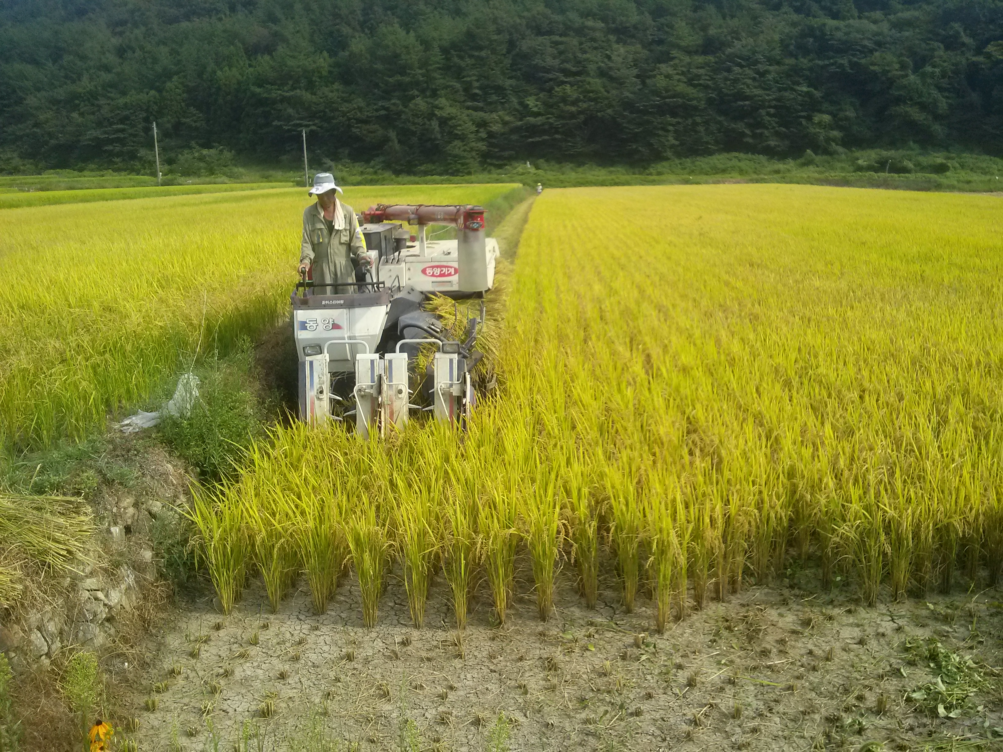 거제시, 벼 첫 수확  현장 이미지