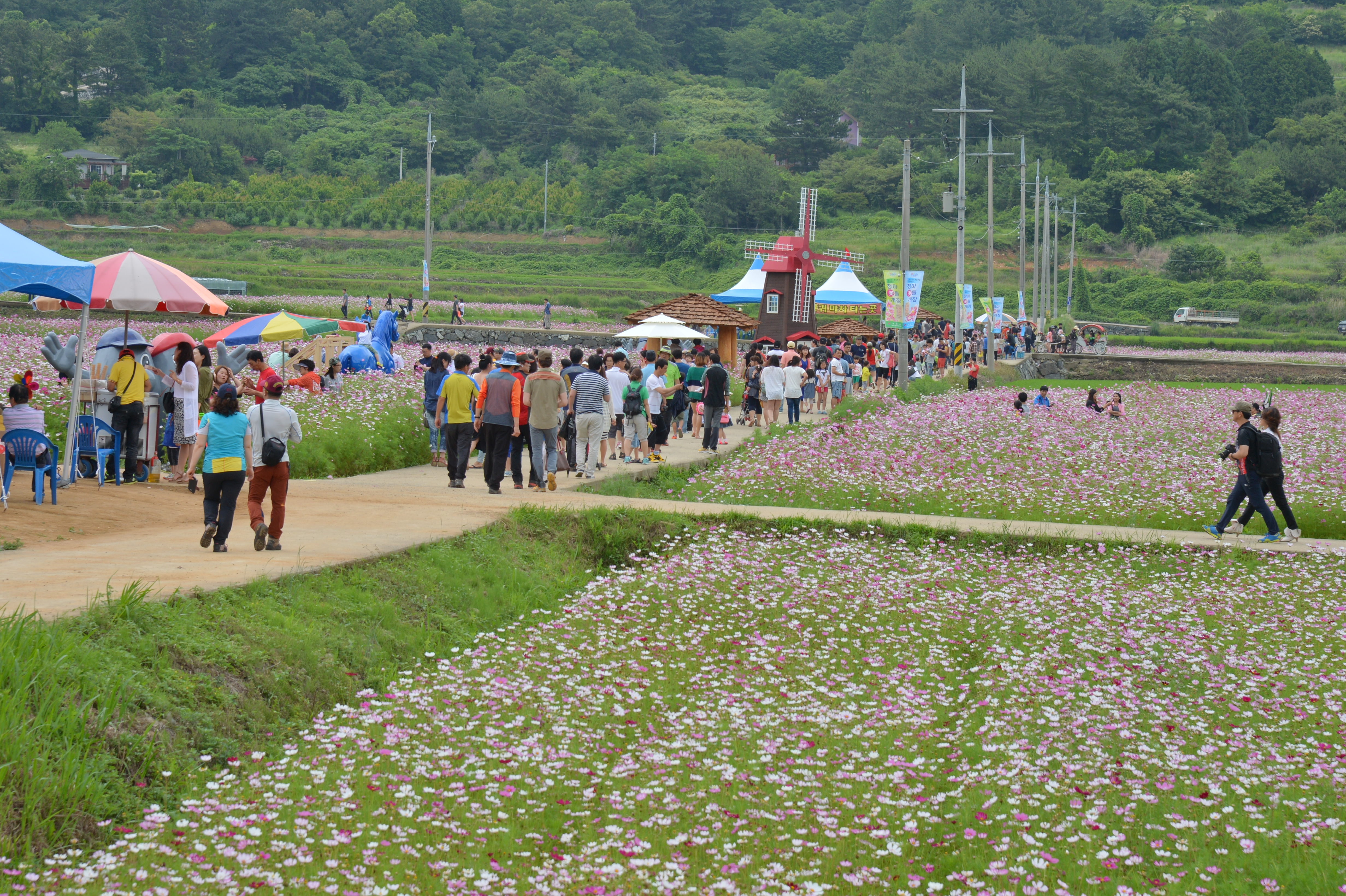 권민호 시장, 둔덕 청마꽃들 축제장 찾아 관계자 격려 현장 이미지