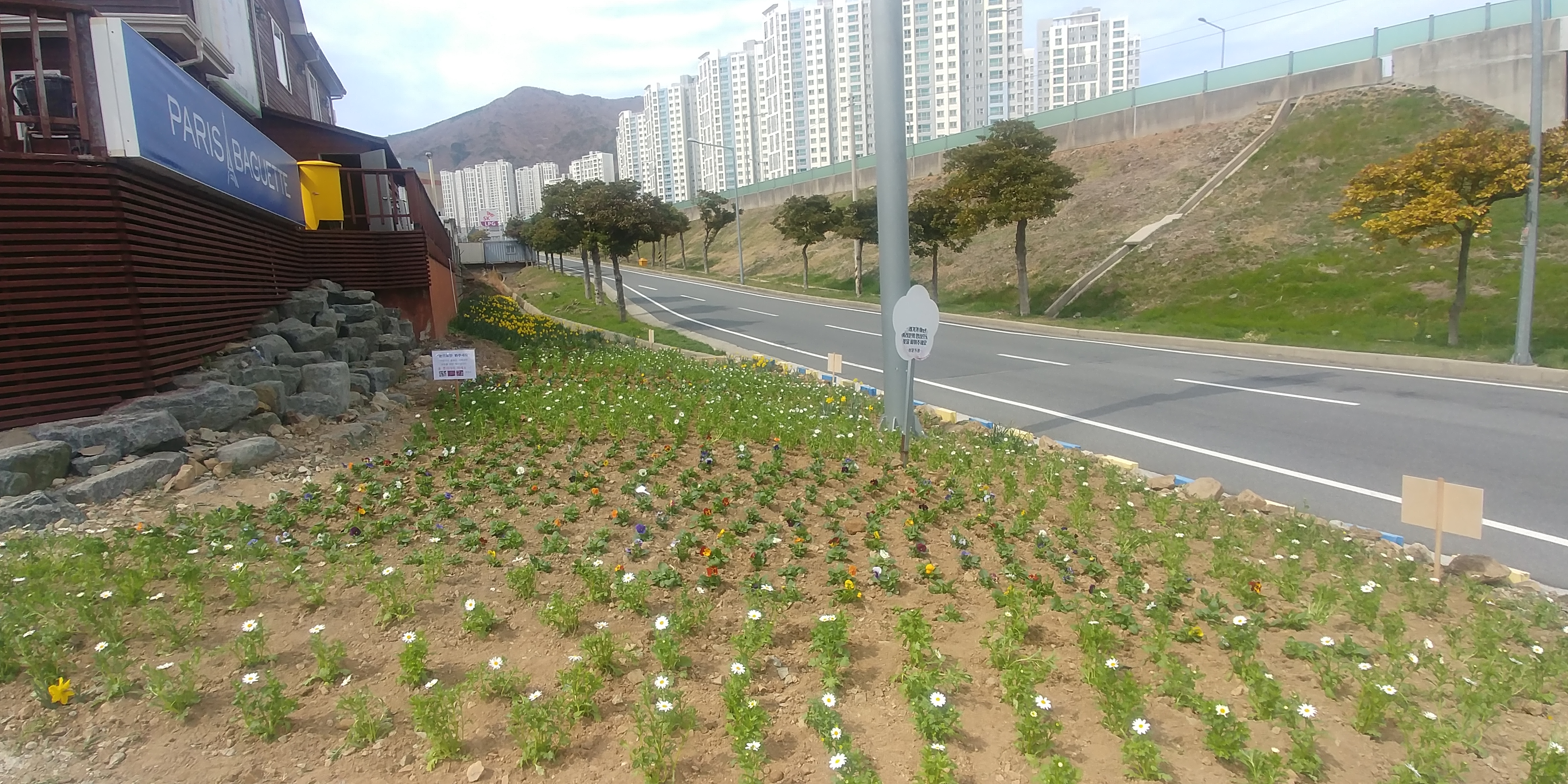 거제시농업개발원, 희망의 봄꽃 3만본 분양 현장 이미지