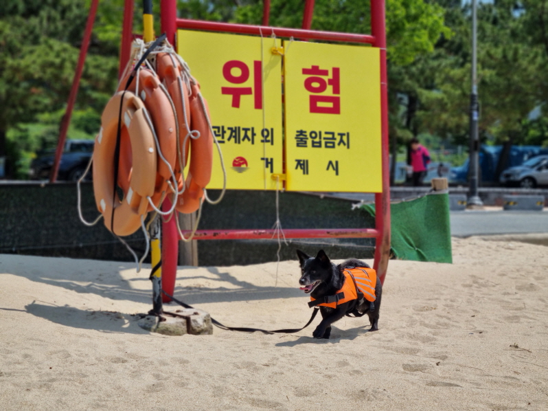 거제시, 반려동물 해수욕장 개장 현장 이미지