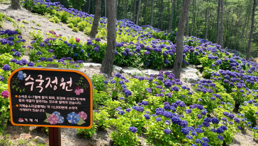 지금 숲소리공원엔 수국이 만발~ 현장 이미지