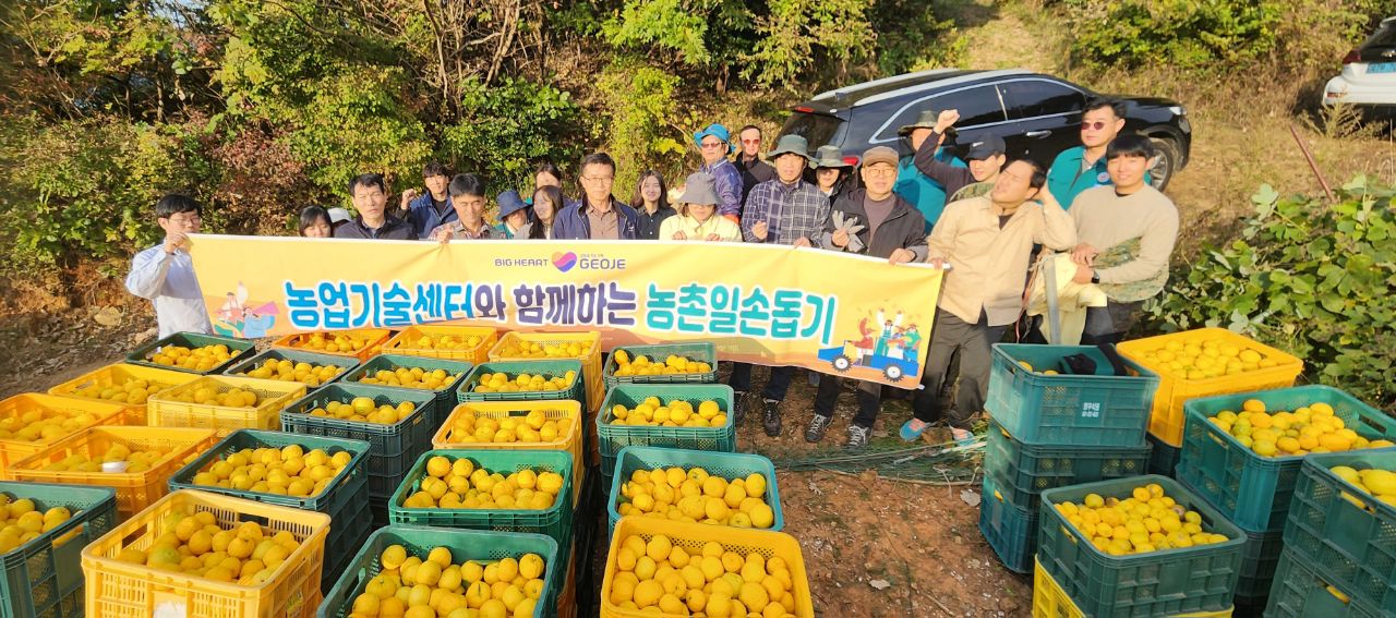 거제시농업기술센터, 유자 수확 농촌일손돕기 추진 현장 이미지