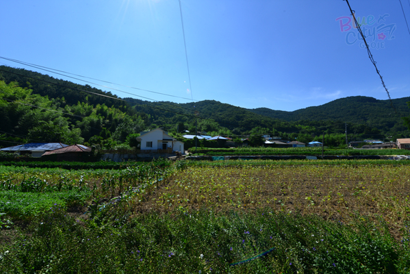 연초면 덕치리 전경