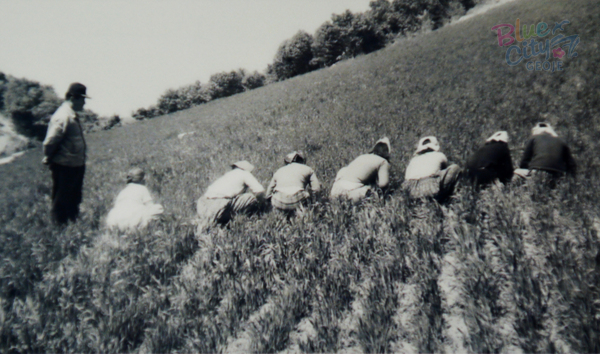 생활풍경(보리밭 매기)