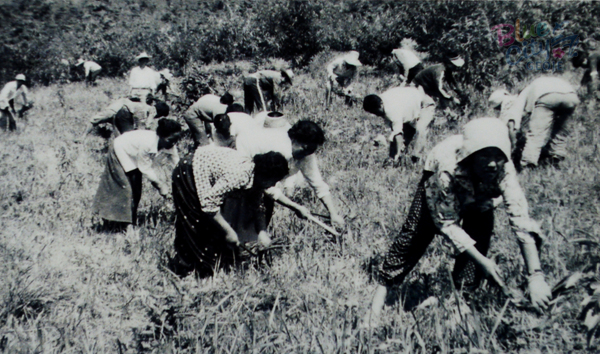 공공사업(풀베기 작업에 동원된 주민들)