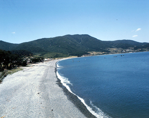 학동해수욕장(소나무 숲)