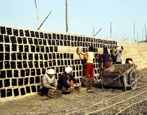 생활풍경(주민들의 생업. 김 만들기 1)