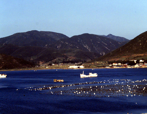 생활풍경(오량마을 해안의 굴양식장)