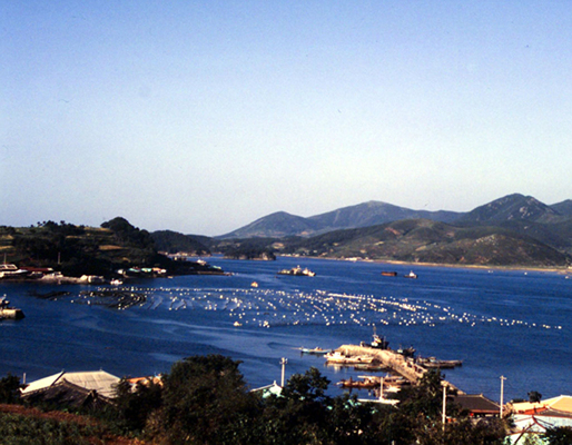 생활풍경(사근마을 해안의 굴양식장)