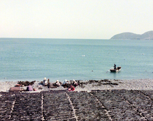 생활풍경(주민들의 생업. 미역 말리기 1)