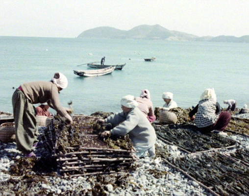 생활풍경(주민들의 생업. 미역 말리기 2)