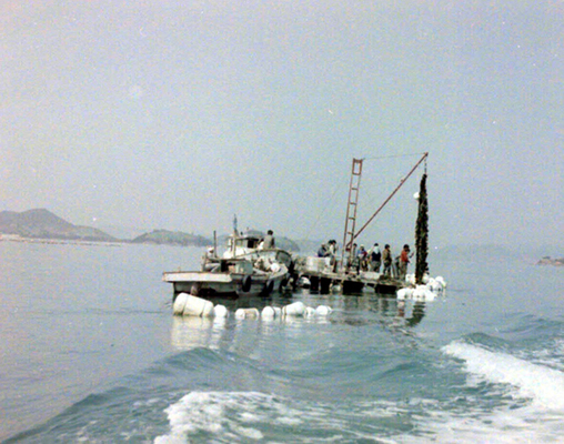 생활풍경(주민들의 생업. 미역 채취 1)