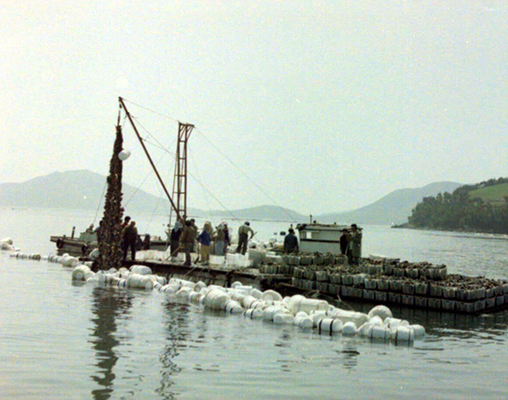 생활풍경(주민들의 생업. 미역 채취 2)