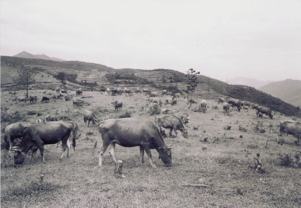 생활풍경(언양축산협동단지의 소떼들)