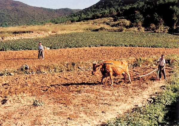 생활풍경(소 쟁기를 몰고 있는 농부)