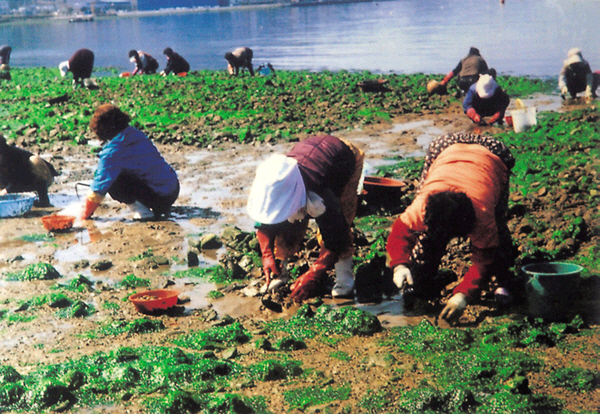 생활풍경(주민들의 생업. 조개를 캐는 부녀자들)