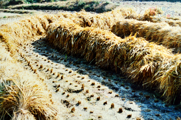 생활풍경(논바닥의 볏단)