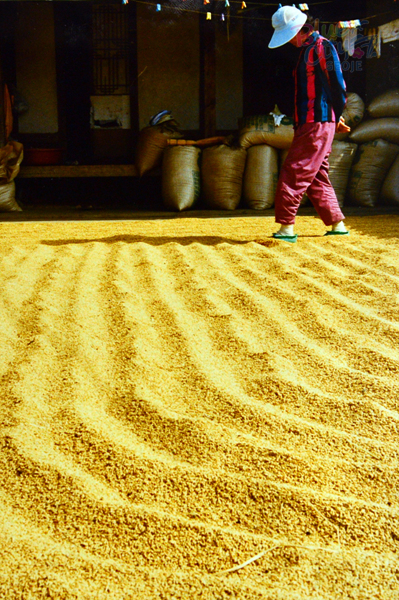 생활풍경(나락 말리기)