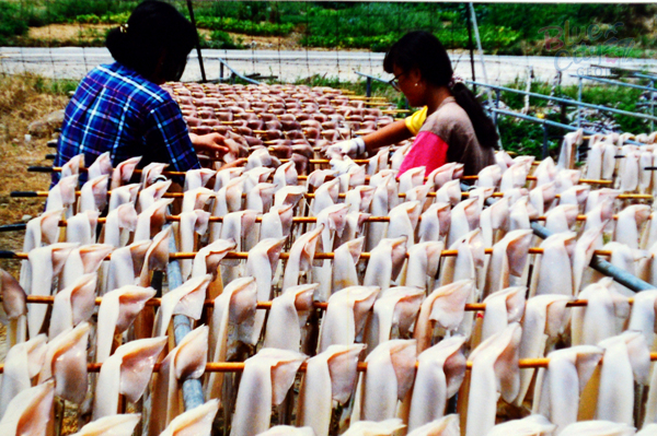 생활풍경(오징어 말리기)