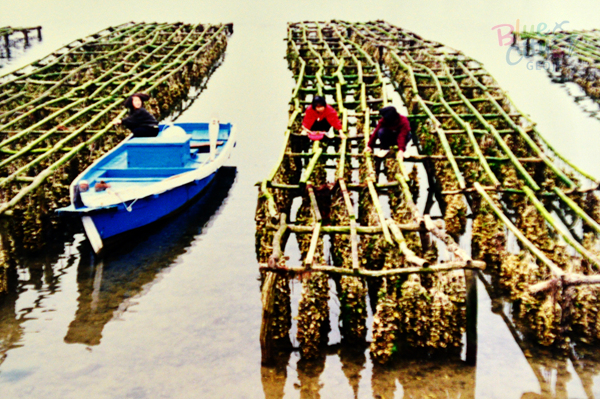 생활풍경(양식굴 채취)