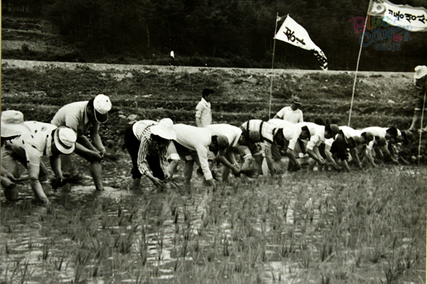 생활풍경(주민들의 생업. 1970년대 모내기작업)