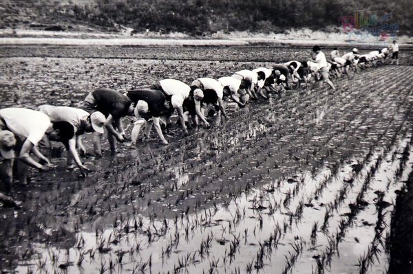 생활풍경(주민들의 생업. 동네 상부상조의 모범 모내기)