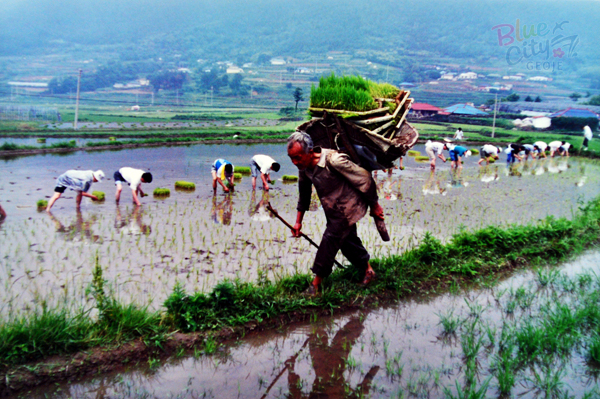 생활풍경(주민들의 생업. 모판 나르기)