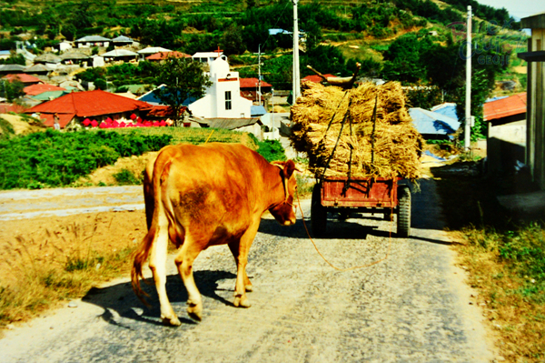 생활풍경(주민들의 생업. 볏단을 싣고 가는 경운기)