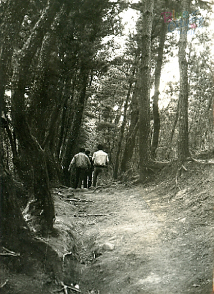 생활풍경(지심도 숲길 1)